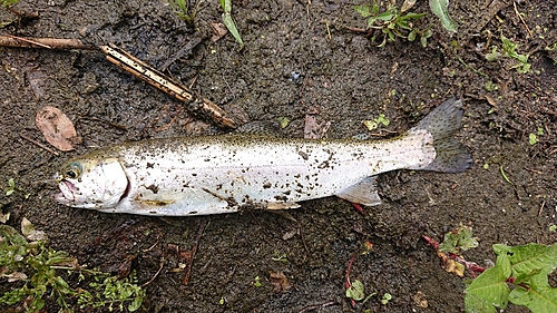 ニジマスの釣果