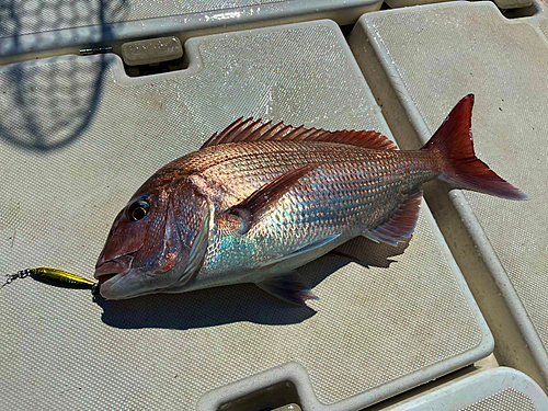 マダイの釣果