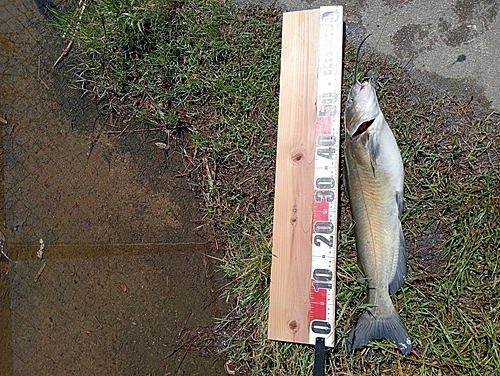 アメリカナマズの釣果