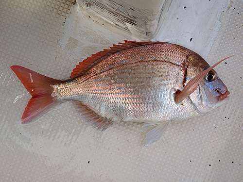 マダイの釣果