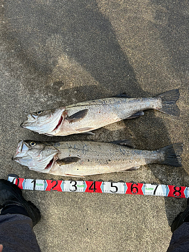 シーバスの釣果