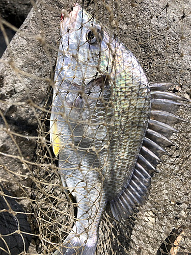 キビレの釣果