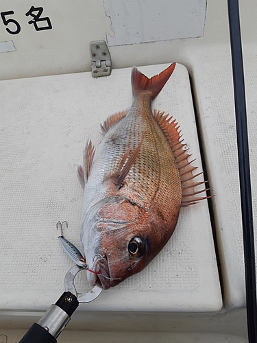 マダイの釣果