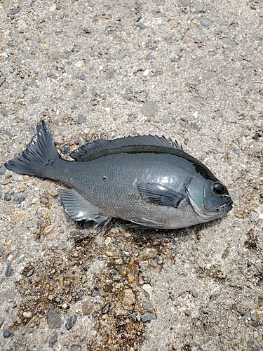 メジナの釣果