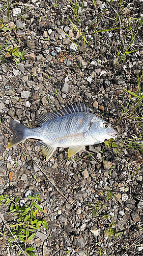 キビレの釣果