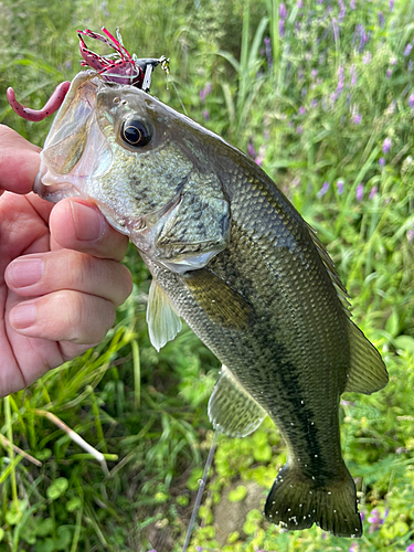 ラージマウスバスの釣果