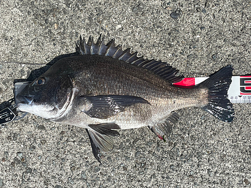 クロダイの釣果