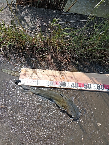 アメリカナマズの釣果