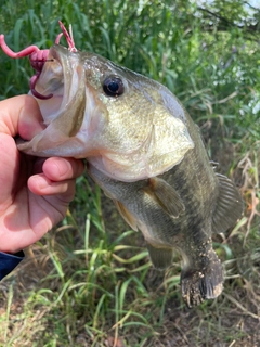 ラージマウスバスの釣果