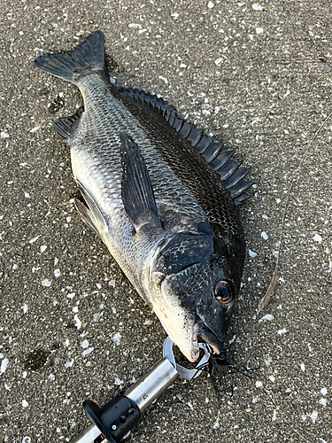 チヌの釣果