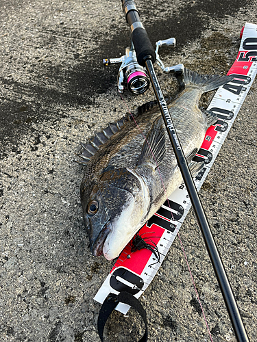 チヌの釣果