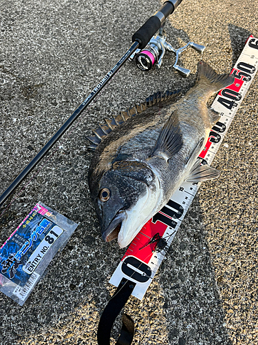 チヌの釣果