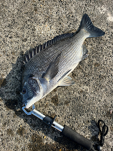 チヌの釣果