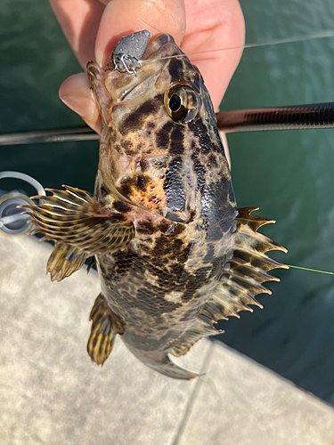 タケノコメバルの釣果