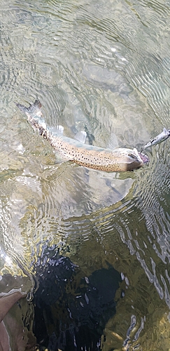 アマゴの釣果