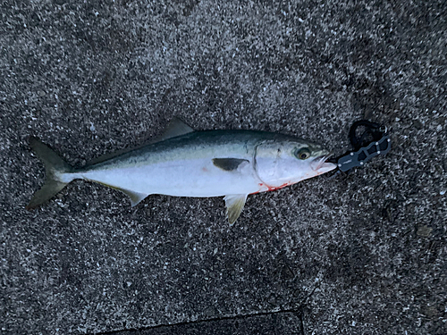 ハマチの釣果