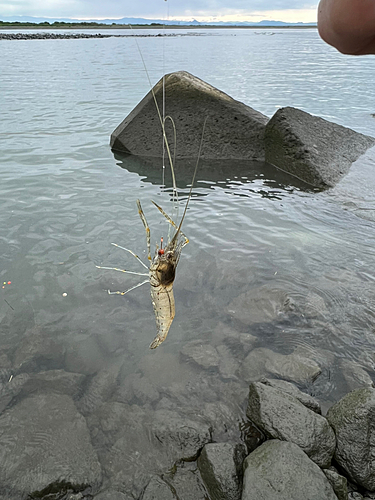 テナガエビの釣果