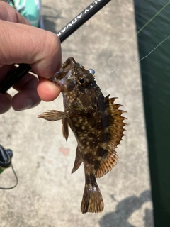 カサゴの釣果