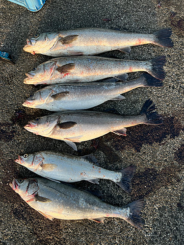 シーバスの釣果