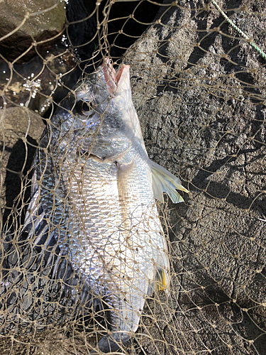 キビレの釣果