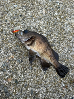 アカメバルの釣果