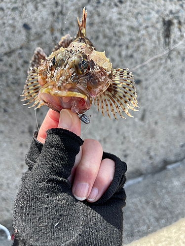 アラカブの釣果