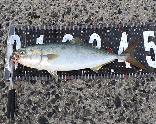 ツバスの釣果