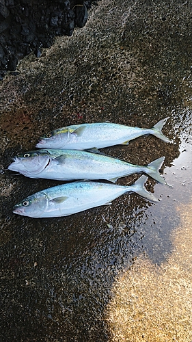 イナダの釣果