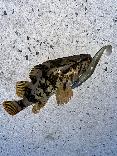 タケノコメバルの釣果