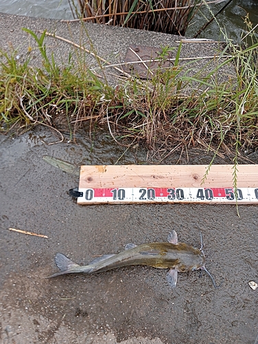 アメリカナマズの釣果