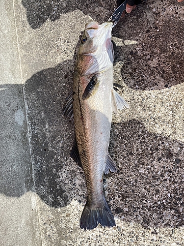 スズキの釣果