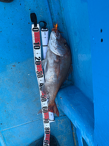 マダイの釣果