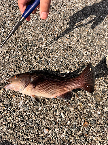 コブダイの釣果