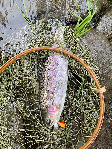 ニジマスの釣果