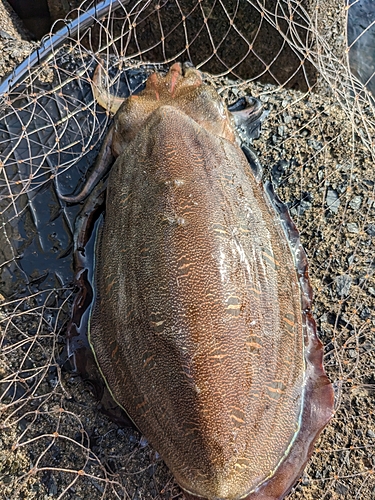 コウイカの釣果