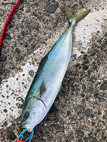 イナダの釣果