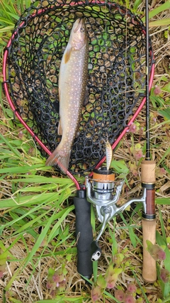 イワナの釣果