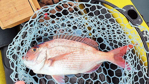 マダイの釣果