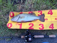 ラージマウスバスの釣果