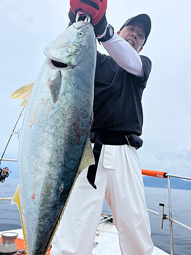 ブリの釣果