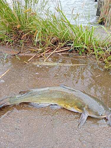 アメリカナマズの釣果