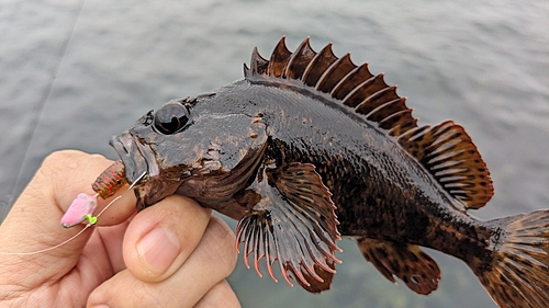 ムラソイの釣果