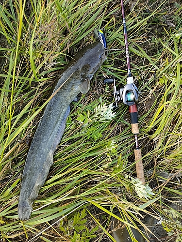 ナマズの釣果