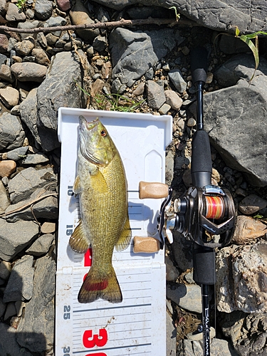 スモールマウスバスの釣果