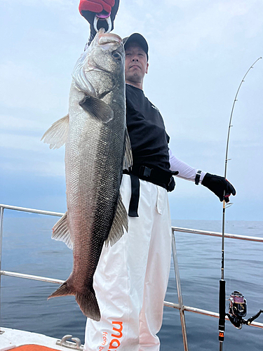 スズキの釣果