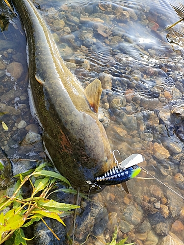 ナマズの釣果