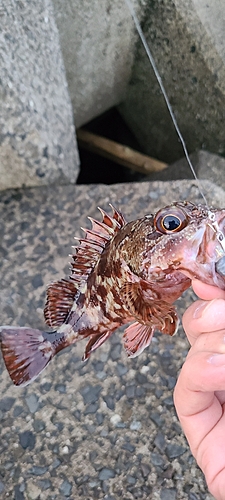 カサゴの釣果