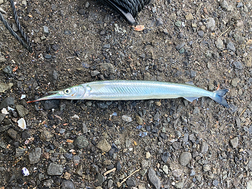 ウンコタレの釣果