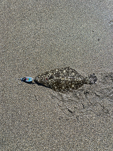 ソゲの釣果