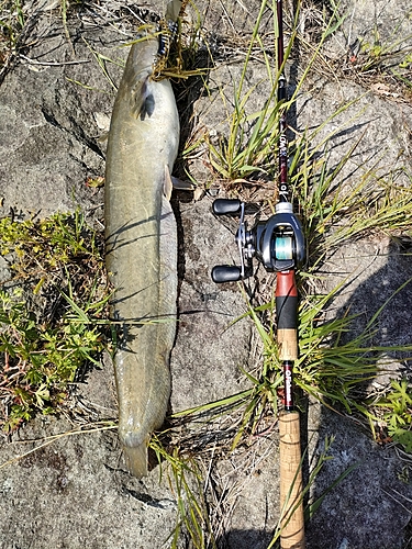 ナマズの釣果